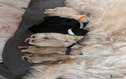Standard Poodle dogs for stud: STUD DUTIES STANDARD POODLE  - Image 7