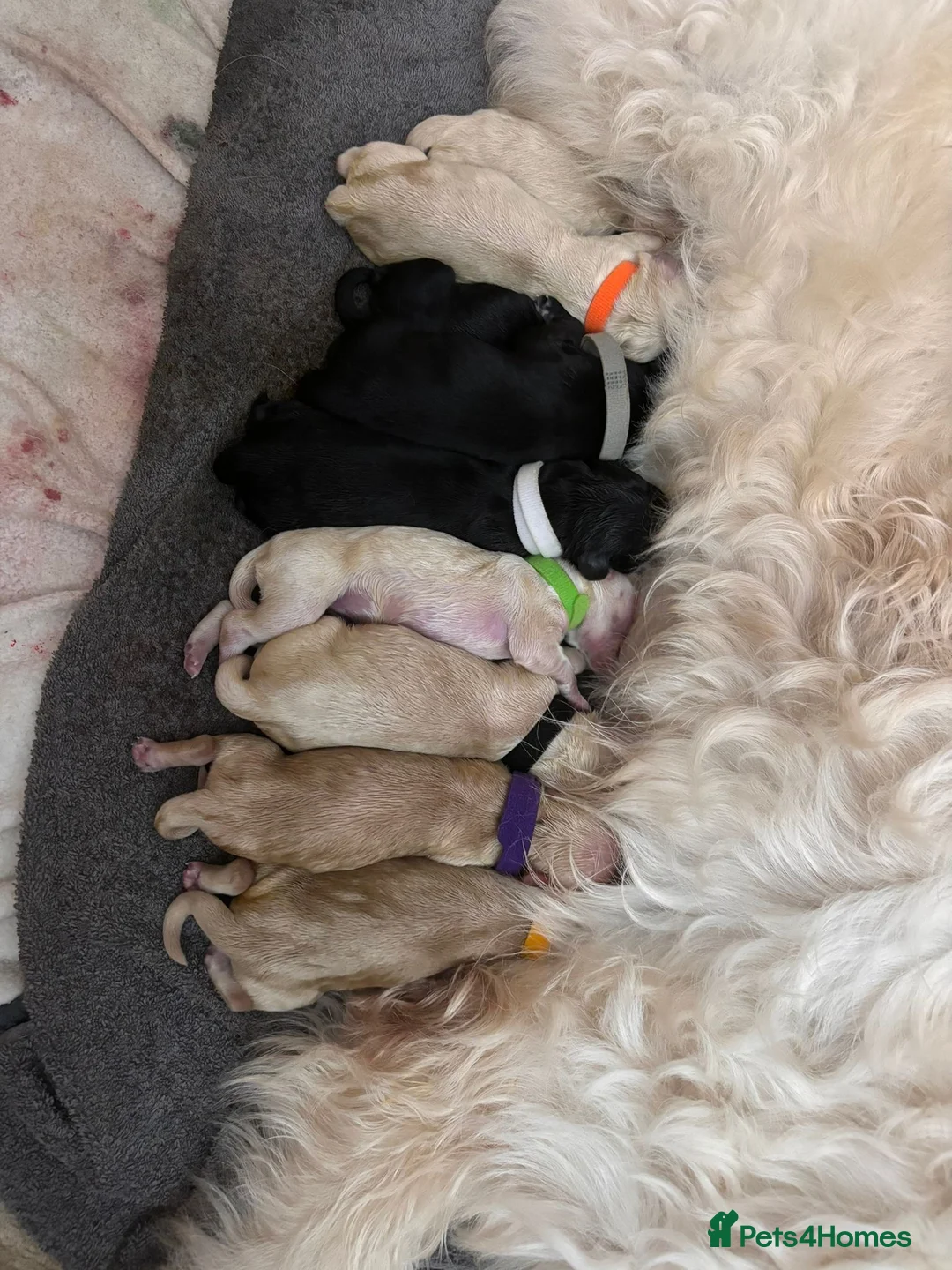 Standard Poodle dogs for stud: STUD DUTIES STANDARD POODLE  - Advert 7