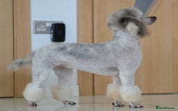 Miniature Poodle dogs for sale: SMALL SIZE MINIATURE PUPPIES RARE COLOUR DNA TEST - Image 22