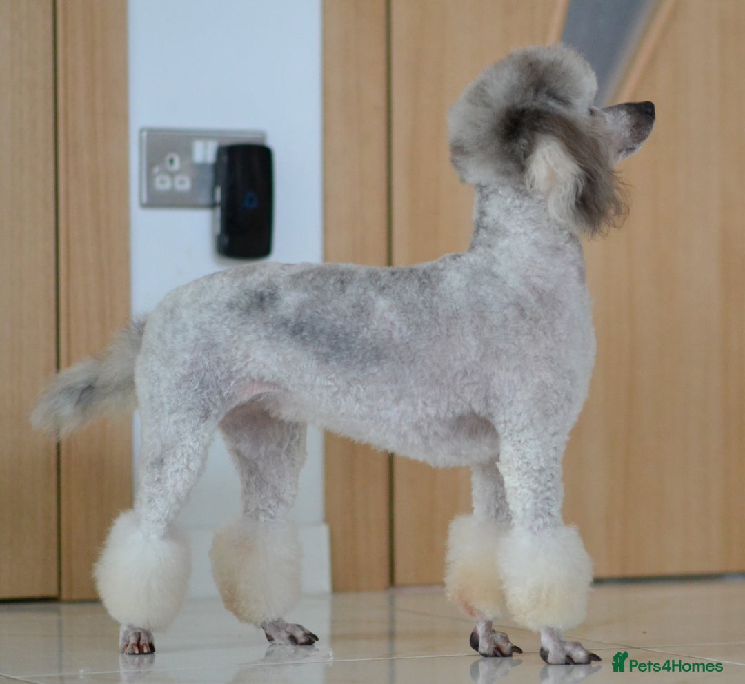 Miniature Poodle dogs for sale: SMALL SIZE MINIATURE PUPPIES RARE COLOUR DNA TEST - Image 22