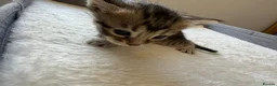 Bengal cats for sale: 🐾 Beautiful Bengal x Maine Coon Kittens 🐾 - Advert 10