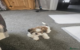 Shih Tzu dogs for sale: Shih tzu puppies  - Image 7