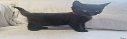 Mixed Breed cats for sale: British short-hair cross kittens  in Saint Austell - Advert 11