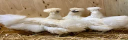 Chickens poultry for sale: Silkie  - Advert 4