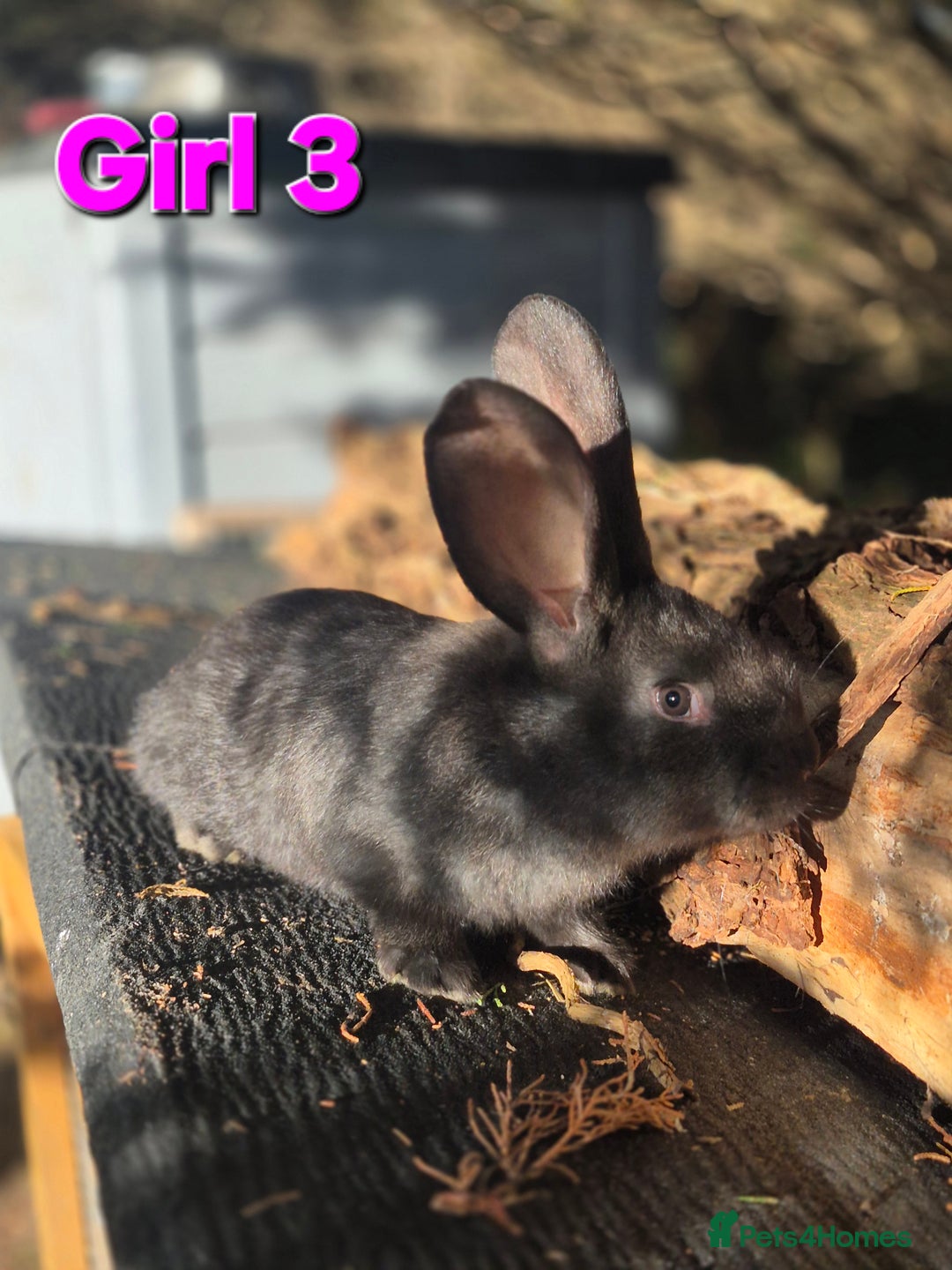 Continental Giant rabbits for sale: Pure Continental Giant Vaccinated  - Advert 9