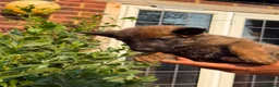 German Shepherd dogs for sale: Working German Shepherd x belgian malinois Puppies in Purley - Advert 20