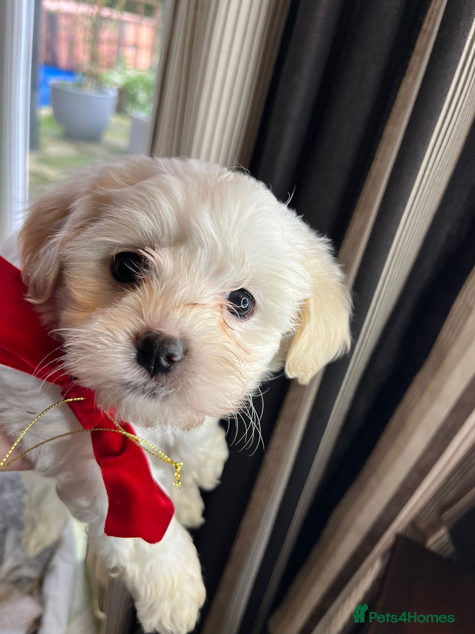 Mixed Breed dogs Two Gorgeous Puppies Remaining!  - Advert 10