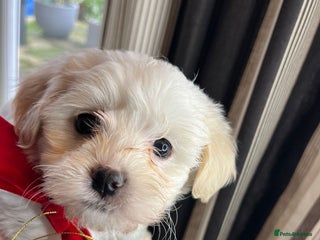 Mixed Breed dogs Two Gorgeous Puppies Remaining! - Advert 2