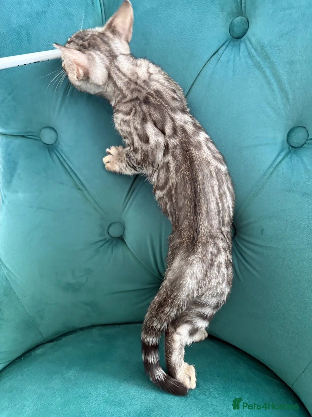 Bengal cats for sale: Adorable Bengal BOY Looking for Forever Homes - Advert 2