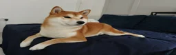 Japanese Shiba Inu dogs for sale: Quality Japanese shiba inu  - Advert 10