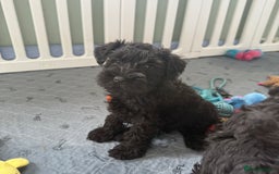 Miniature Schnauzer dogs for sale: health tested parents  - Image 12