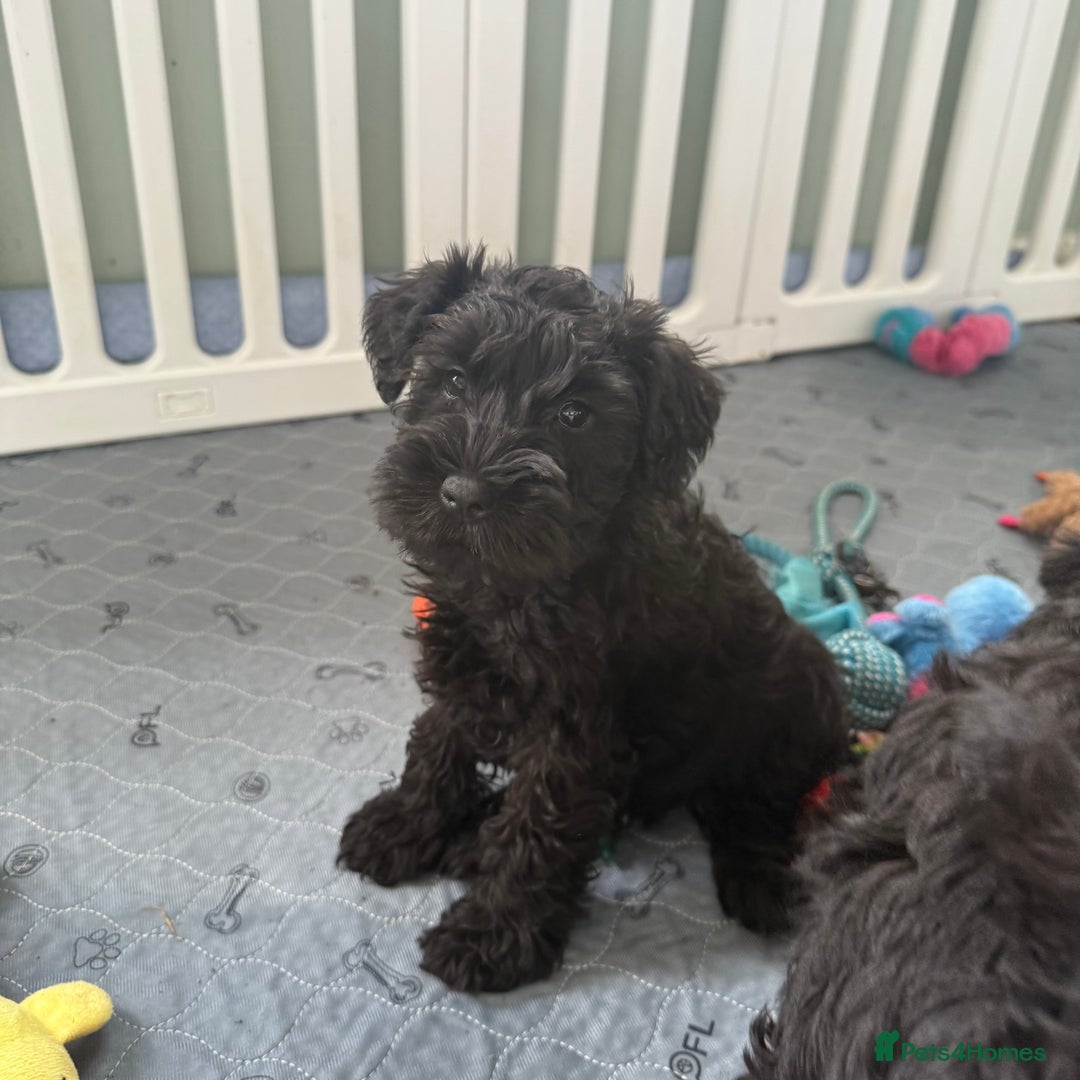 Miniature Schnauzer dogs for sale: health tested parents  - Image 12
