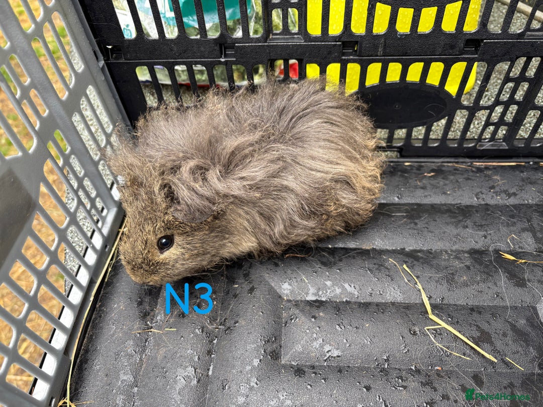 Guinea Pig rodents for sale: Baby female and male guinea pigs for sale - Image 10
