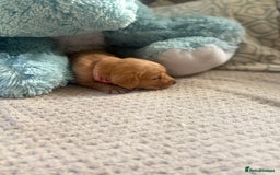 Cockerdor dogs for sale: 🐶Cockerdor Puppies 🐶 - Image 8