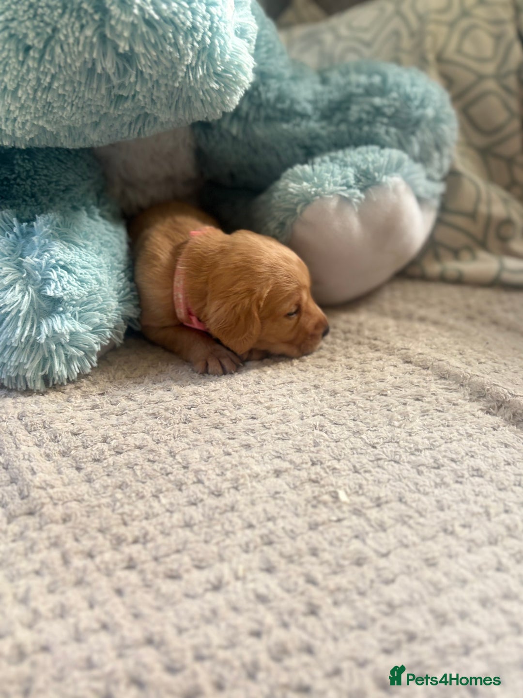 Cockerdor dogs for sale: 🐶Cockerdor Puppies 🐶 - Image 8