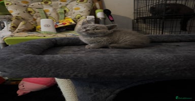 British Shorthair cats - Advert 12