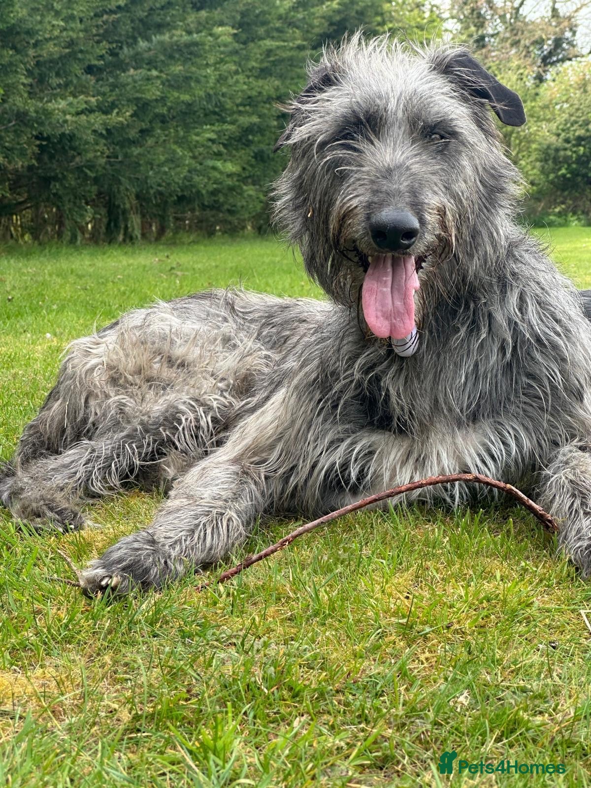Deerhound dogs for sale: KC Reg Deerhound Puppies  - Advert 1