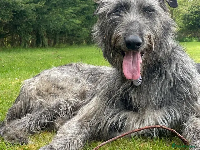 Deerhound dogs for sale: KC Reg Deerhound Puppies - Advert 1