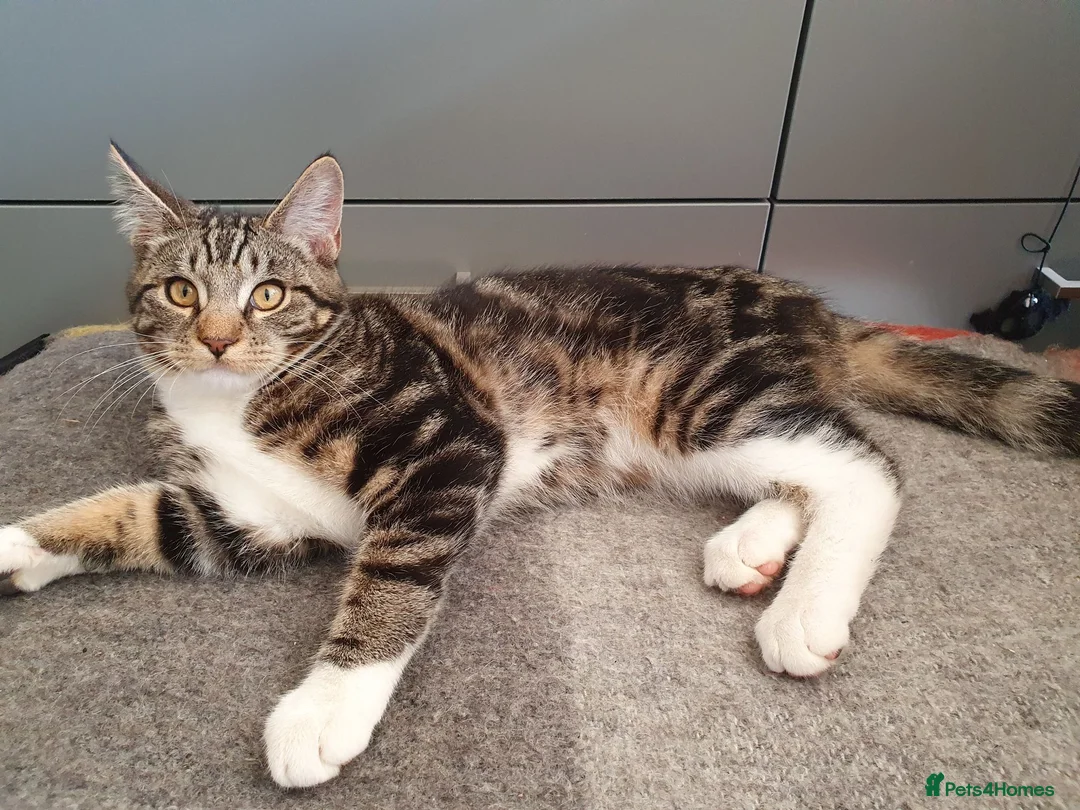 Mixed Breed cats for sale: Cross Maine Coon for sale - Advert 9
