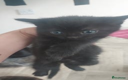 Mixed Breed cats for sale: Looking for loving home.Free of charge - Image 2
