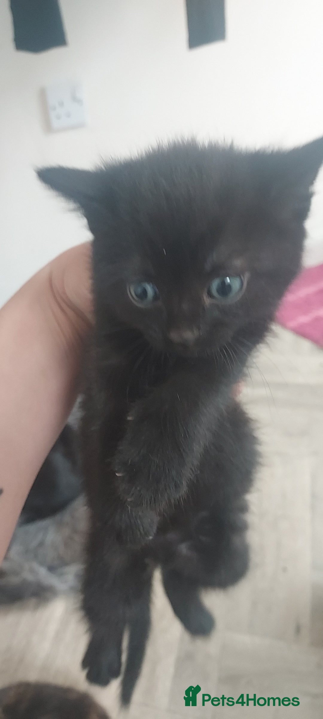 Mixed Breed cats for sale: Looking for loving home.Free of charge - Image 2