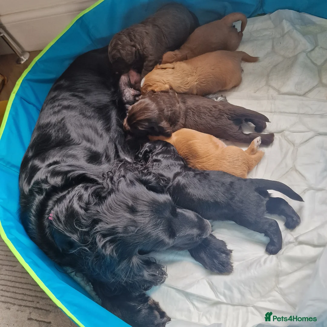 Cocker Spaniel dogs for sale: Working Cocker Spaniel, KC, ready 8 May - Advert 6