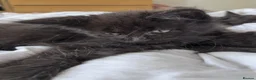 Maine Coon cats for sale: 🐾 BEAUTIFUL BLACK SMOKE MAINE COON KITTENS 🐾 - Advert 13