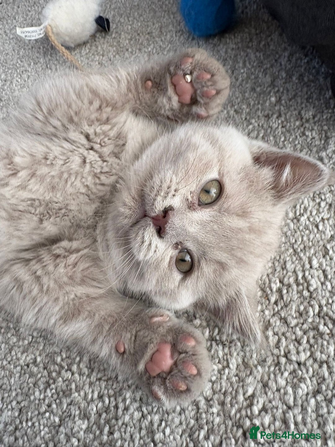 British Shorthair cats for sale: Beautiful British Blues longhair kittens 🩷💙 - Image 8