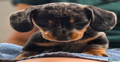 Miniature Dachshund dogs - Advert 10
