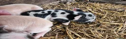 Pig livestock for sale: Kunekune full breed piglets  - Advert 6