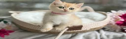 British Shorthair cats for sale: 💛Premium golden chinchilla bsh kittens 💛 - Advert 24