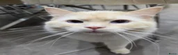 Ragdoll cats for sale: Benny looking for his forever home  - Advert 4