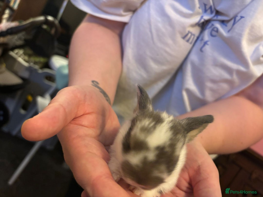 Mini Lop rabbits for sale: Gorgeous mini lop bunnies  - Advert 8