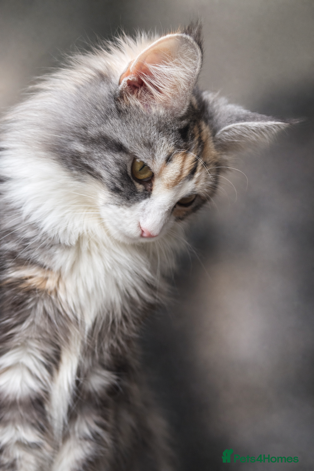 Maine Coon cats for sale: Active registered 1 year old female Maine Coon - Advert 3