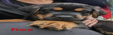 Rex (Orange)