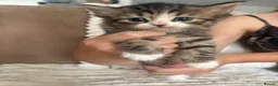 Persian cats for sale: Beautiful 1/4 Persian kittens in Thornton-Cleveleys - Advert 5