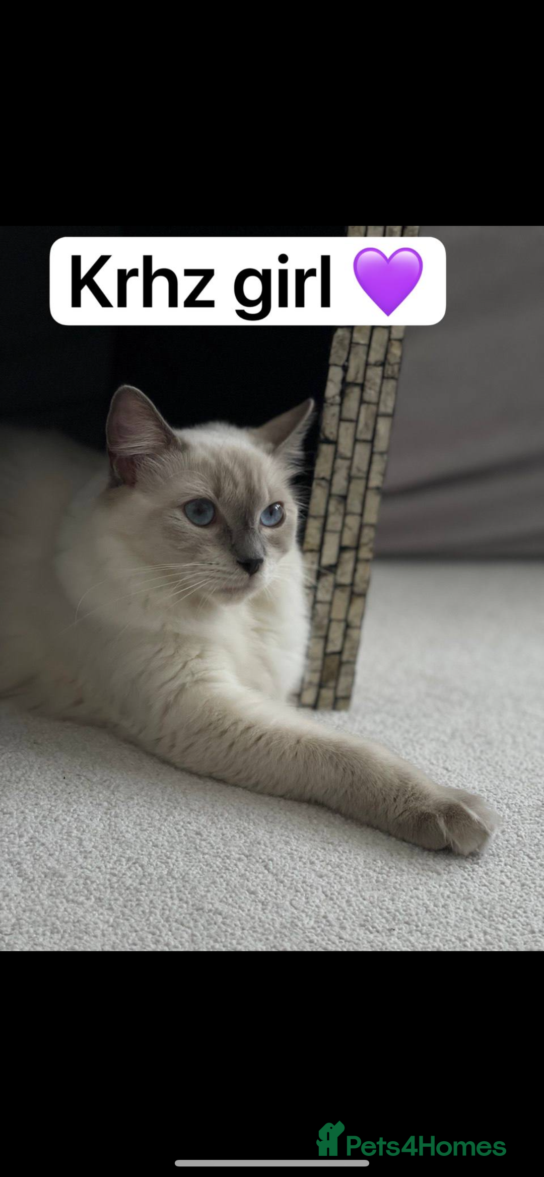 Ragdoll cats for sale: Lovely Ragdoll looking for lovely family - Advert 14
