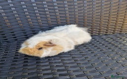 Guinea Pig rodents for sale: Two female Guinea Pigs 1 and 2 years old - Image 1