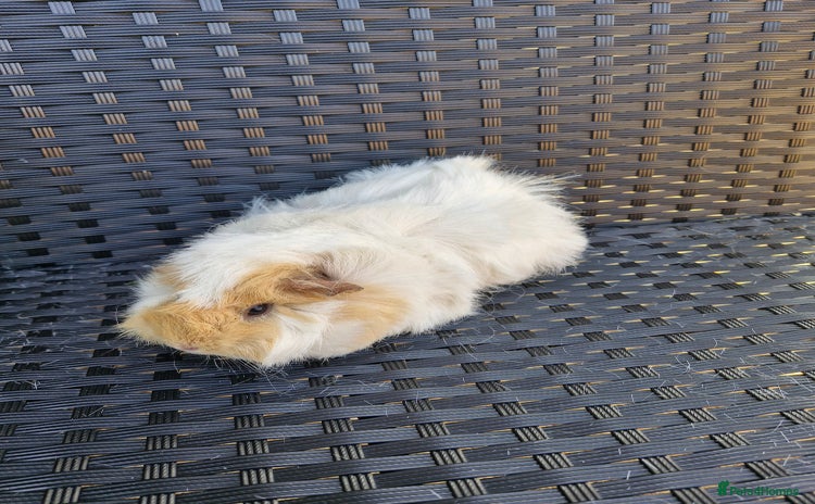 Guinea Pig rodents - Advert 1