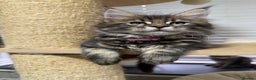 Maine Coon cats for sale: Beautiful friendly Maine Coon cross Kittens  - Advert 30