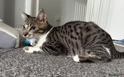 Mixed Breed cats for sale: Elsa and Arlo - Image 2