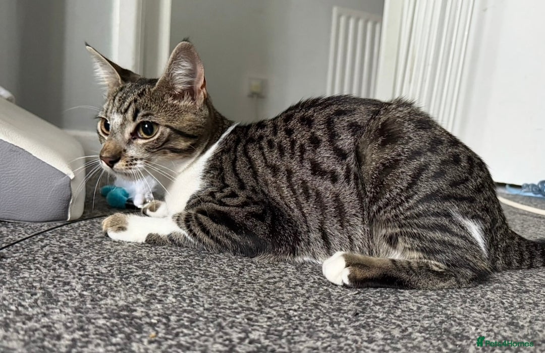 Mixed Breed cats for sale: Elsa and Arlo - Image 2