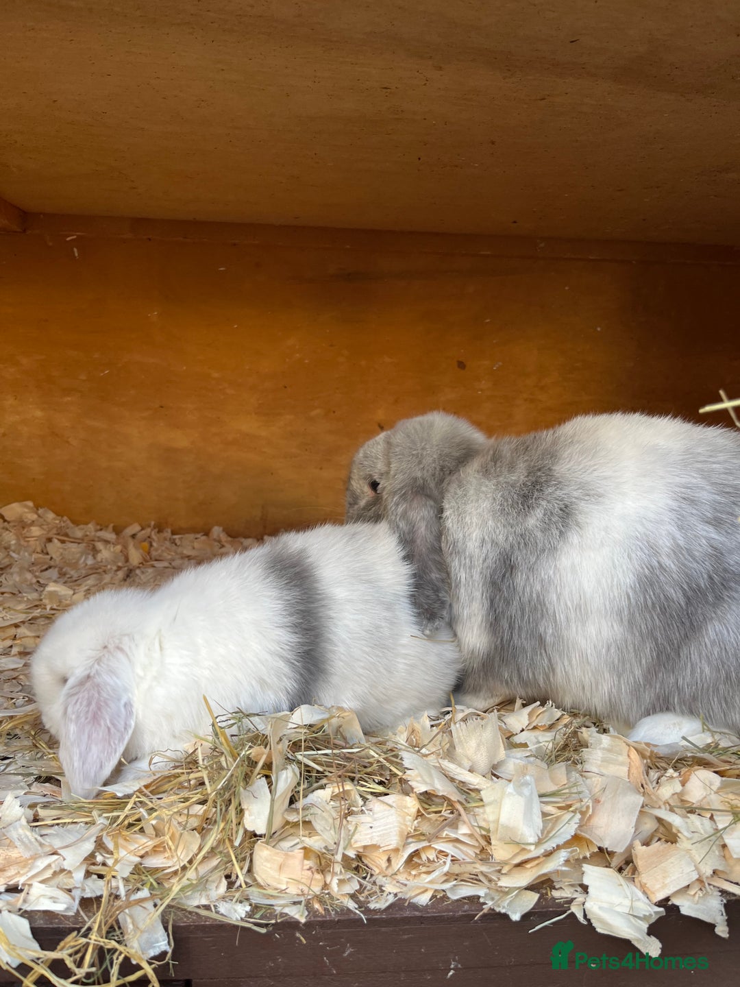 Mini Lop rabbits for sale: Stunning litter of mini lops ready soon  - Advert 11
