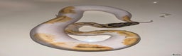 Snake reptiles for sale: Super pastel pied ball python - Advert 3