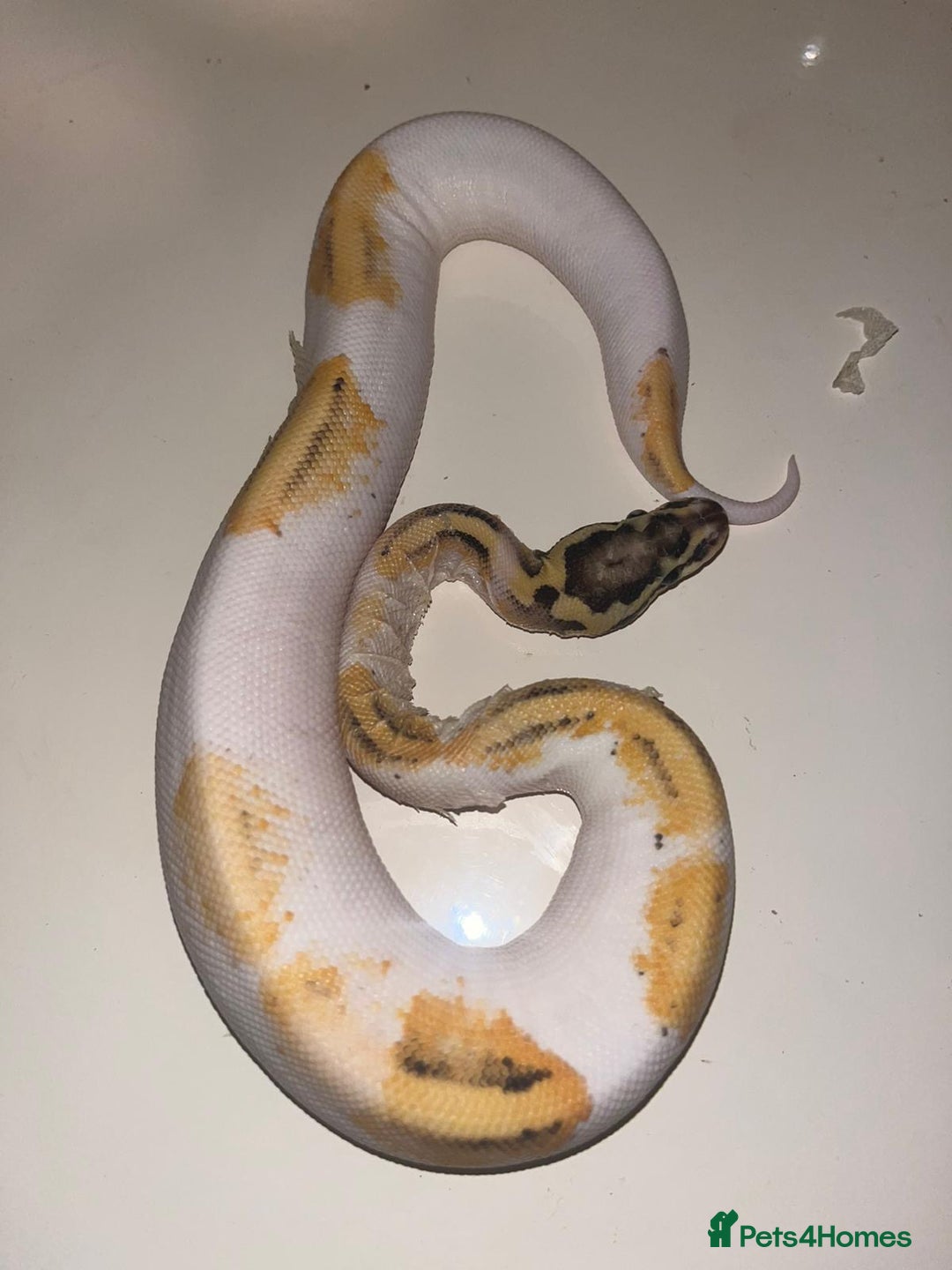 Snake reptiles for sale: Super pastel pied ball python - Advert 3