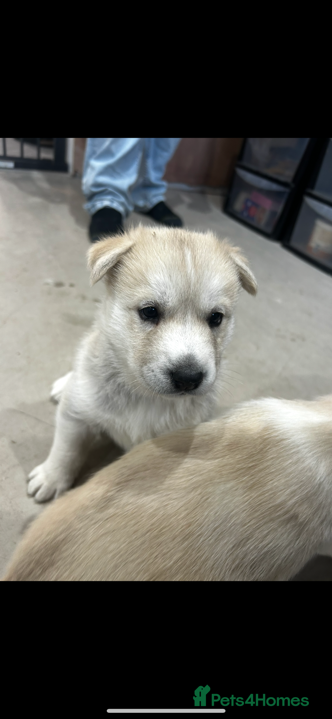 Siberian Husky dogs for sale: Husky pup  - Advert 2