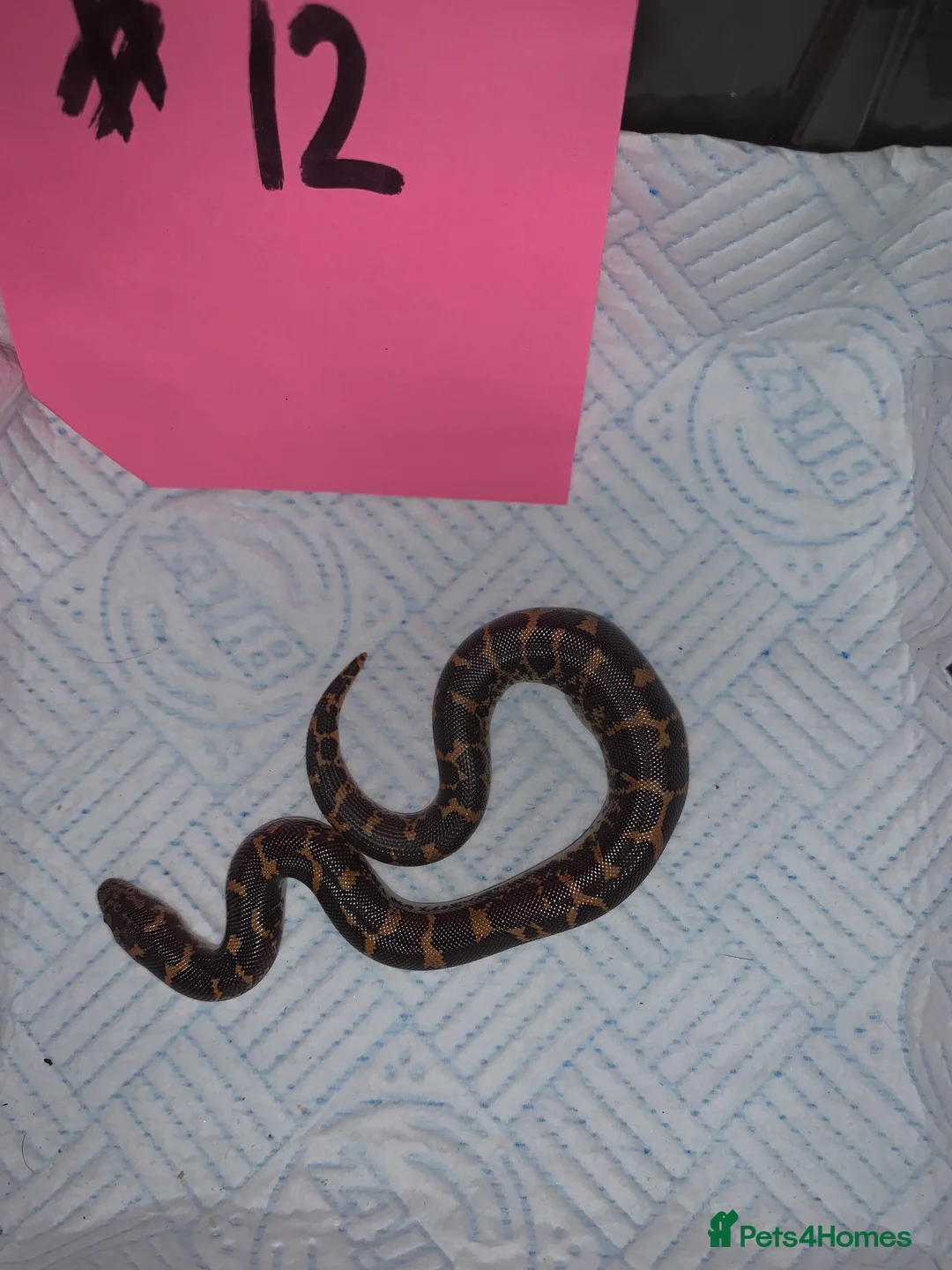 Boa Snake reptiles for sale: Kenyan sand boas for sale Essex  - Advert 12