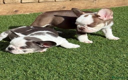 French Bulldog dogs for sale: Hikema X Cheeko (French bulldogs) - Image 33