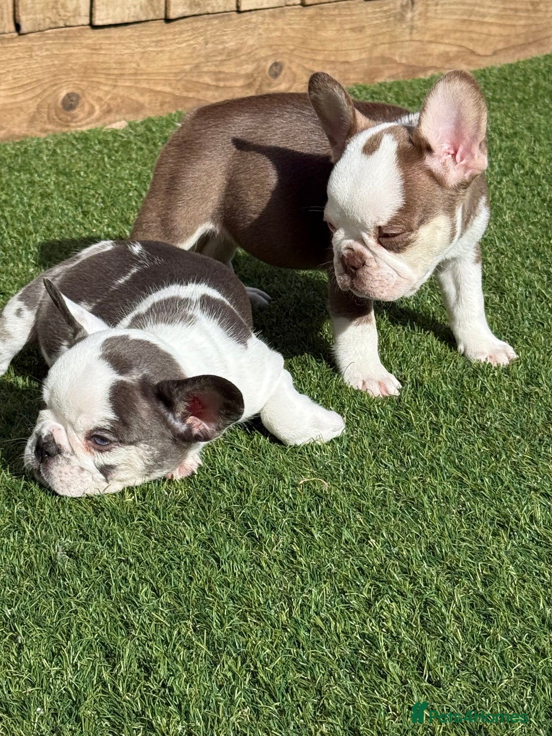 French Bulldog dogs for sale: Hikema X Cheeko (French bulldogs) - Image 33