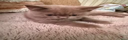 British Shorthair cats for sale: Pedigree GCCF kittens  - Advert 5